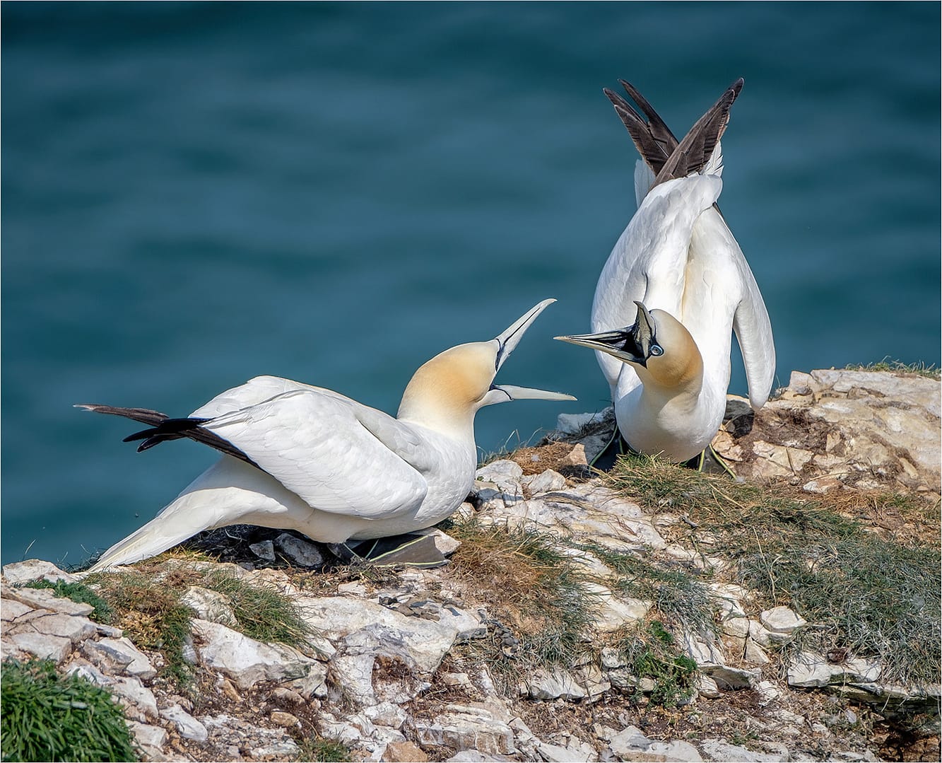 20 GANNET SQUABBLE by Richard Burn