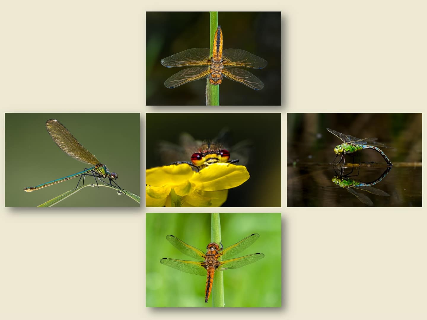 18 ODONATA by Richard North