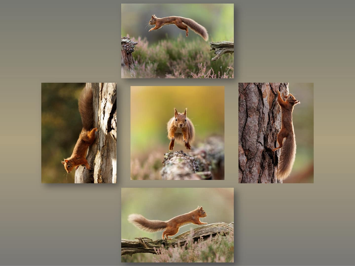 21 THE RED SQUIRREL CIRCUS by Richard North