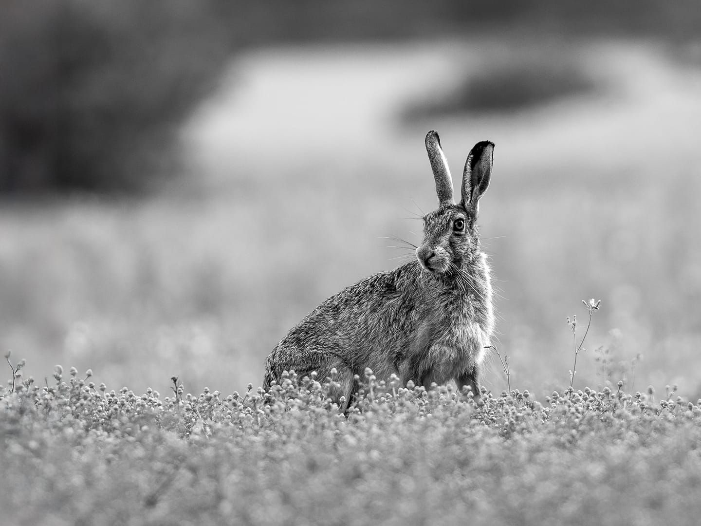 20 HARE TODAY by Richard North