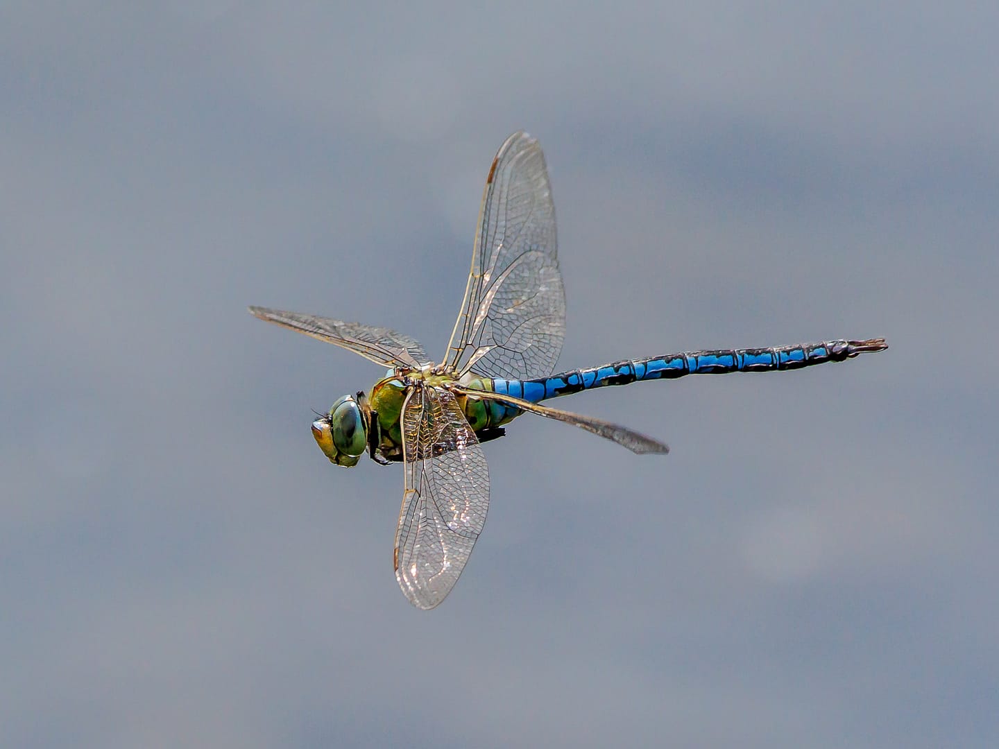 19 EMPEROR DRAGONFLY by Ken Barley