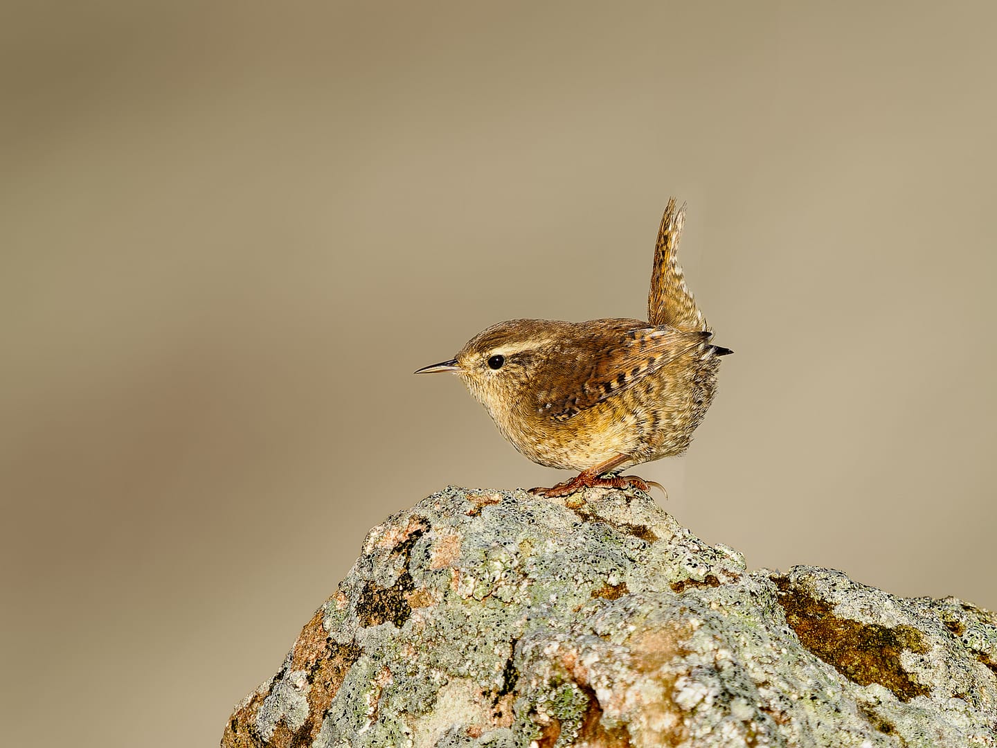 19 WREN WITH ATTITUDE by Richard North