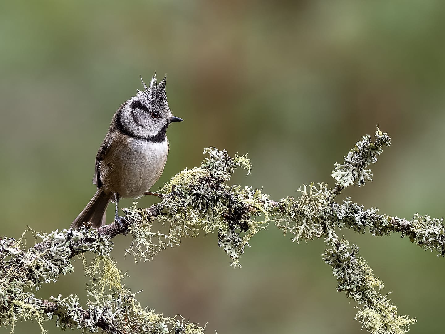 20 CRESTED TIT WITH LICHEN by Richard North