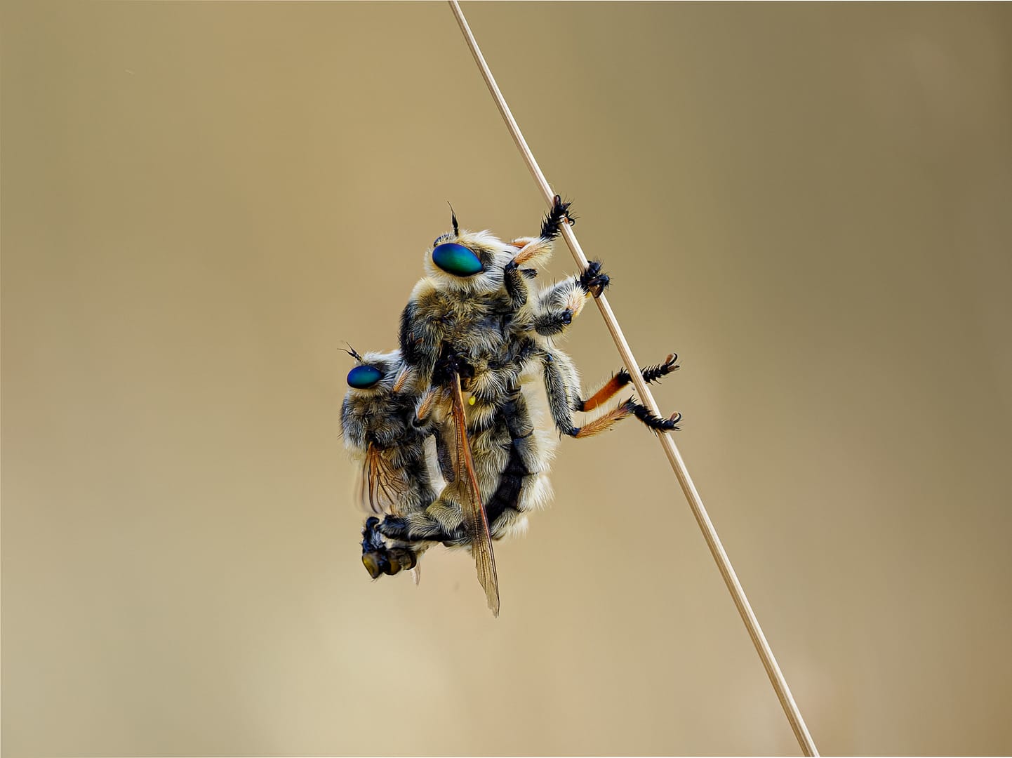 19 MATING ROBBER FLIES by Richard North