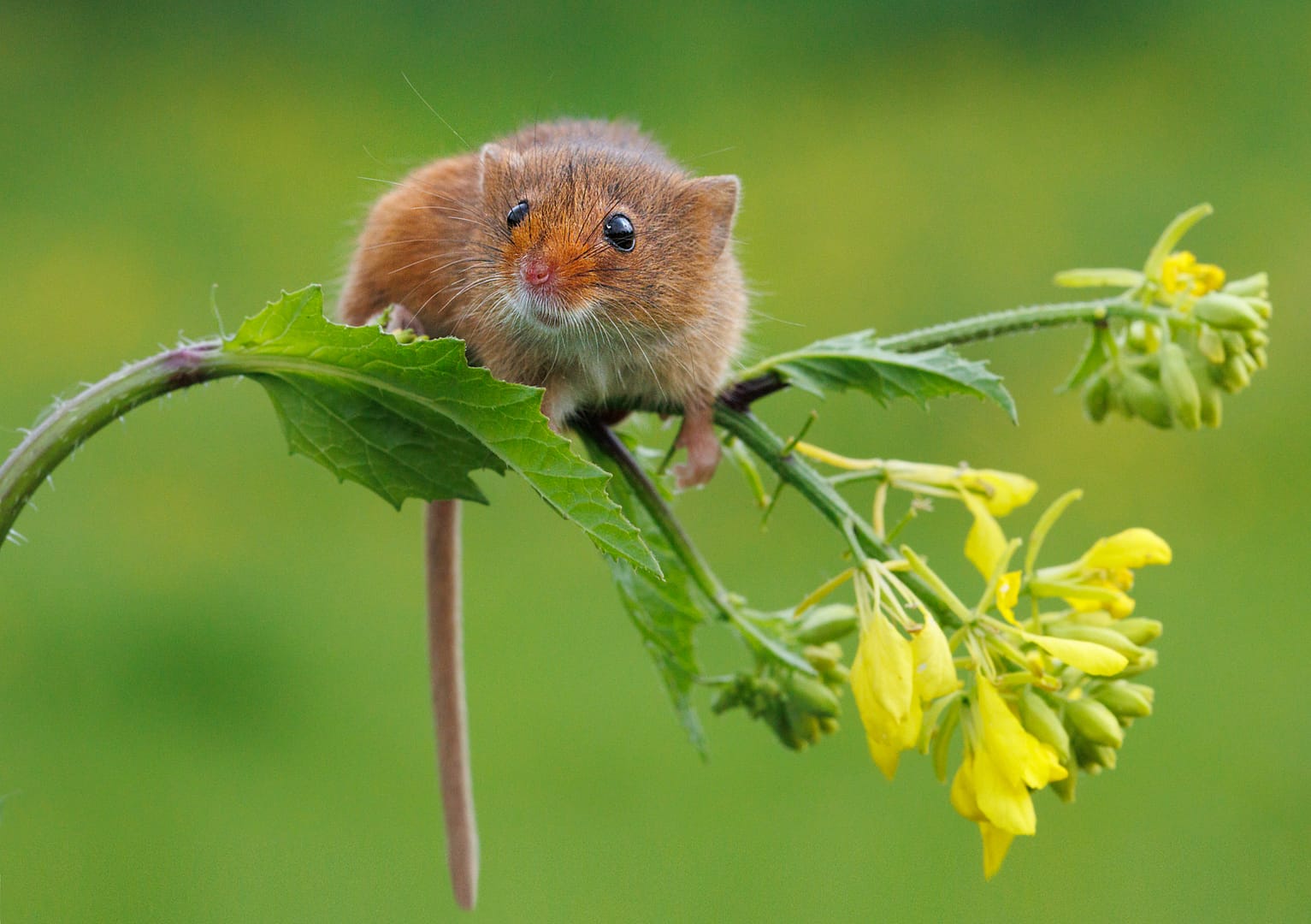 Commended HARVEST MOUSE by Roger Green