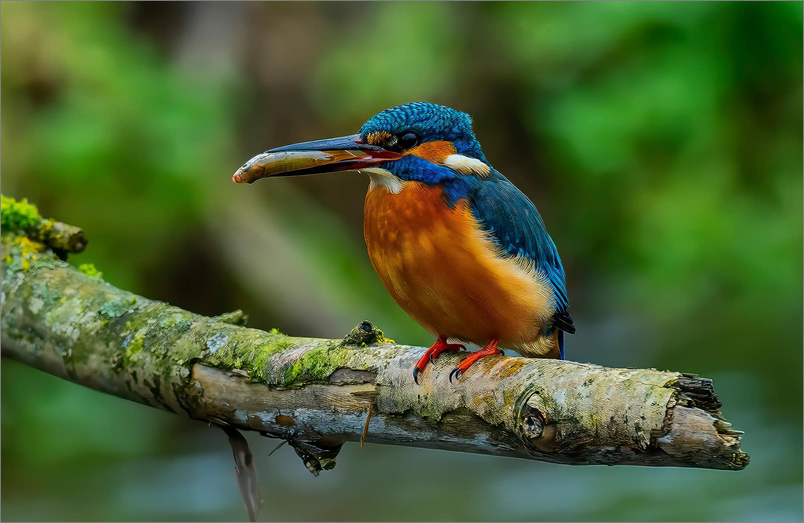 19 A MEAL FIT FOR A KINGFISHER by Lee Odell