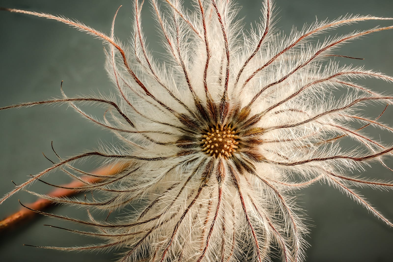20_FLOWER-HEAD-by-Paul-Tapping.jpg