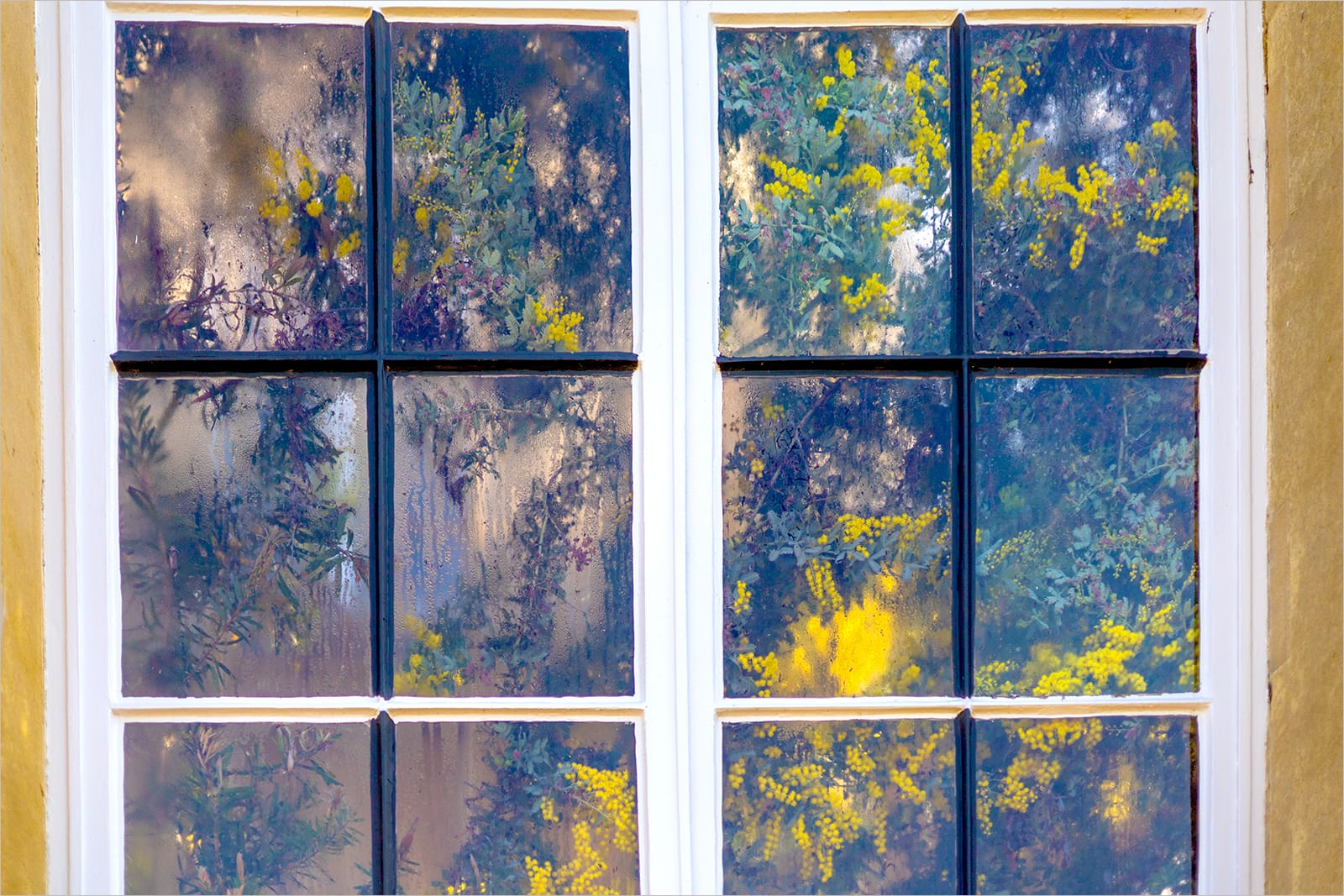 19 THE CONSERVATORY by Paul Wilson