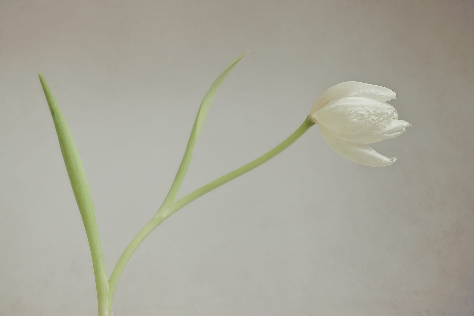 18 DANCING TULIP by Andy Cole