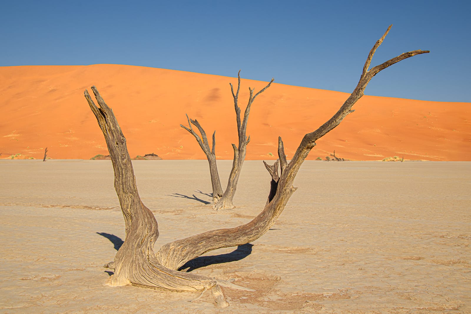 20 FROZEN IN TIME DEADVLEI, NAMIBIA by Jane D'Souza