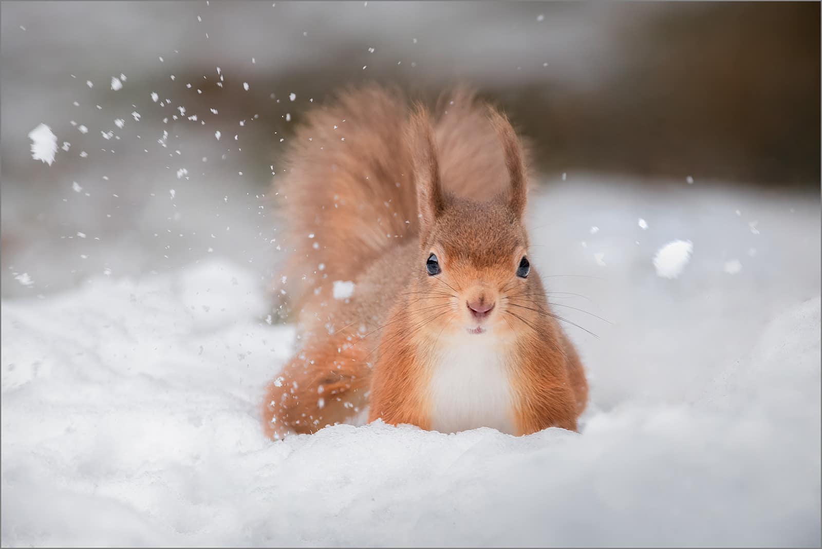 21 SNOW SQUIRREL by Lee Odell