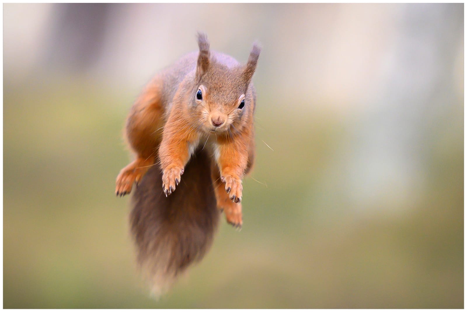 Best in Exhibition RED SQUIRREL JUMP by Lee Odell