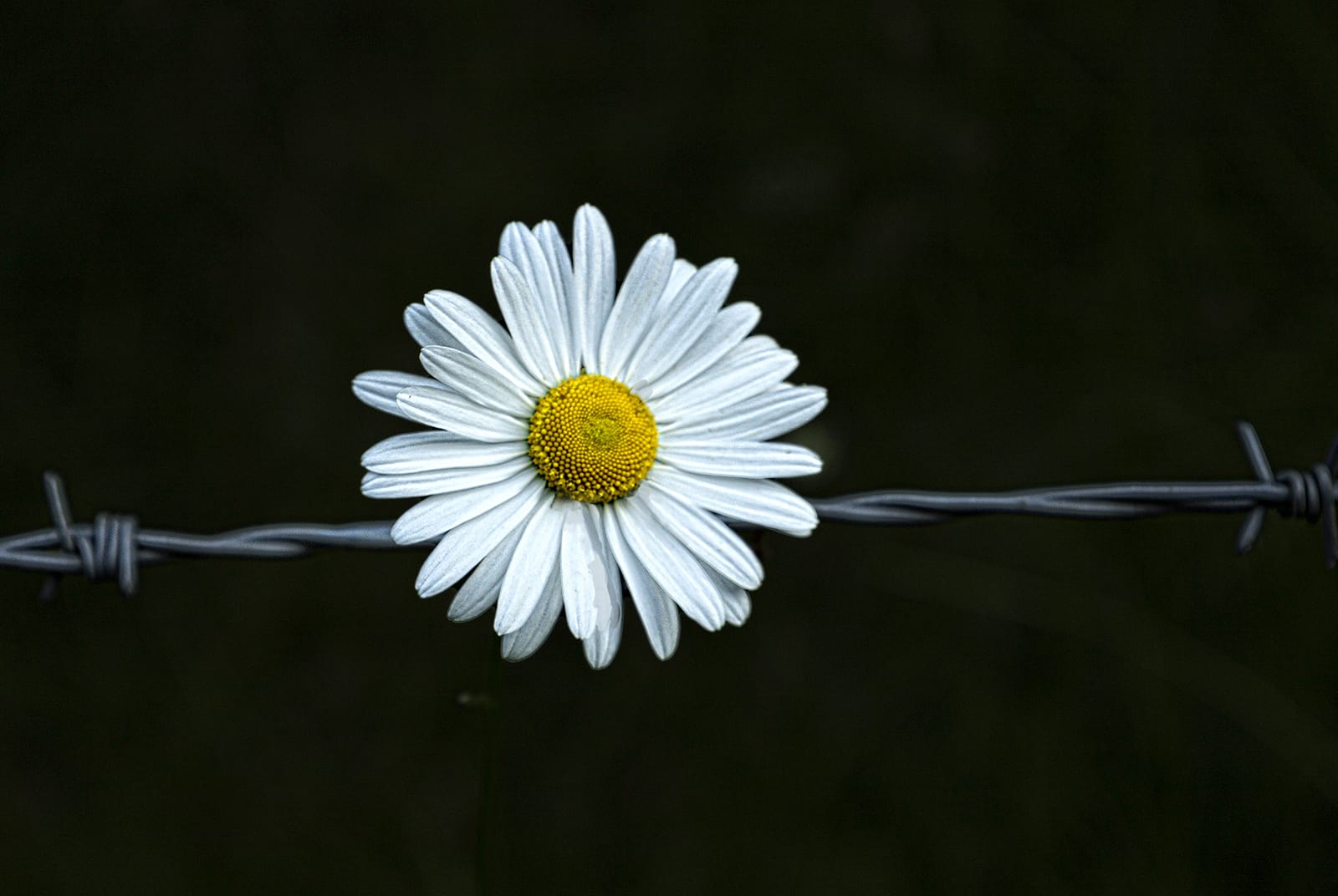 Commended PEACE by Paul Wilson