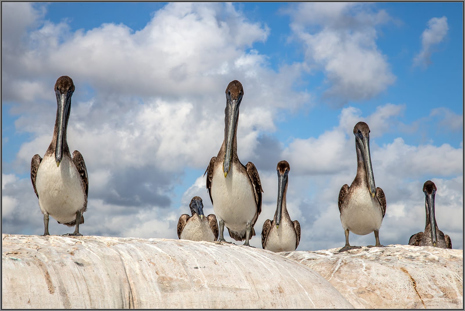 20 WE'RE WATCHING YOU! by Peter Gibbs