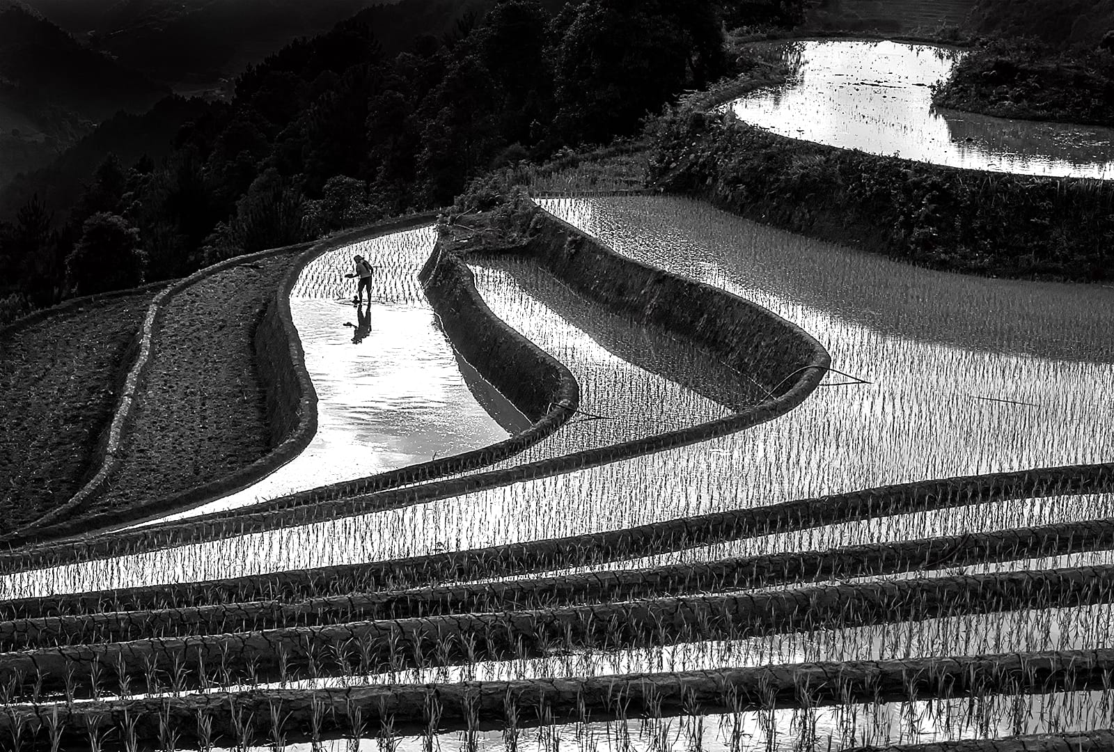 20 RICE FIELDS by Gary Chester