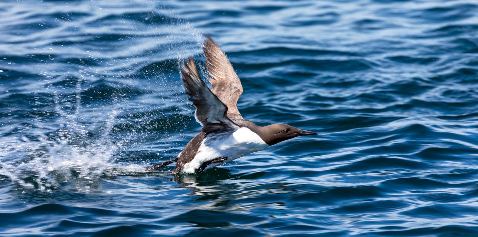 Commended READY FOR TAKEOFF by David Knapp