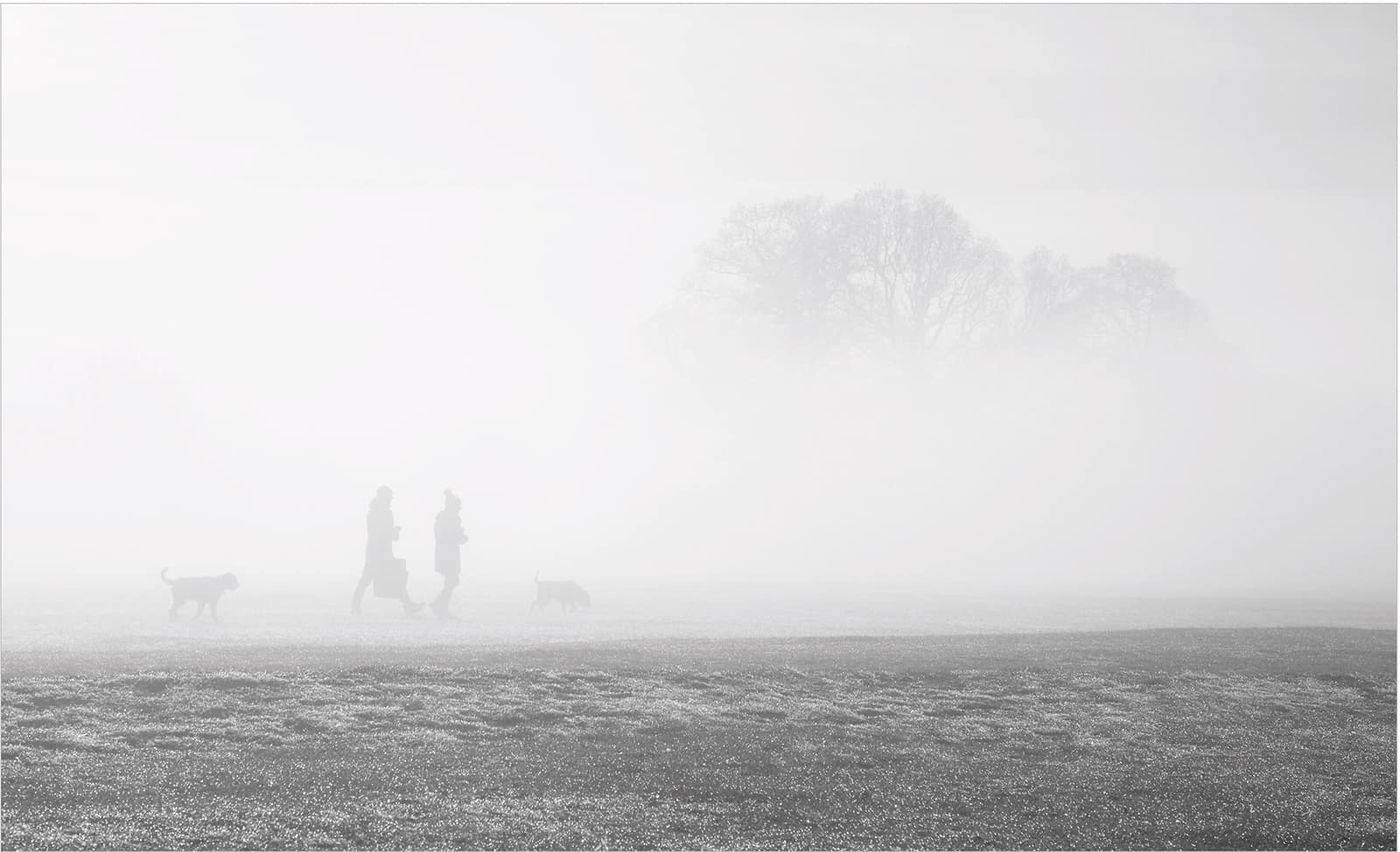 18 DOG WALKERS IN MIST by Andy Cole