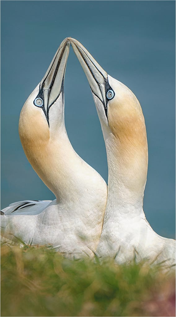19 PARTNERS FOR LIFE by Richard Burn