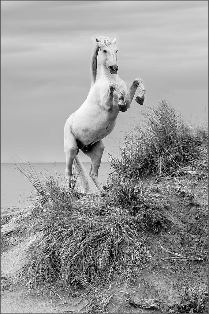 20 REARING HORSE by Gina Taylor