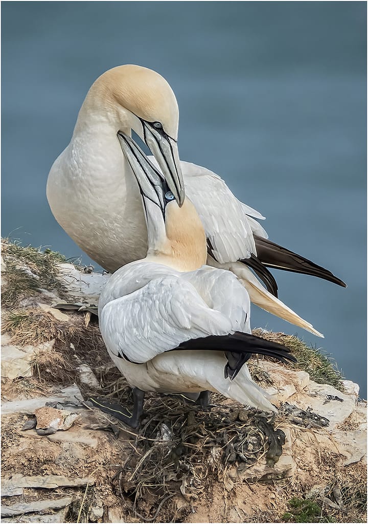 20 LOVE BIRDS by Richard Burn