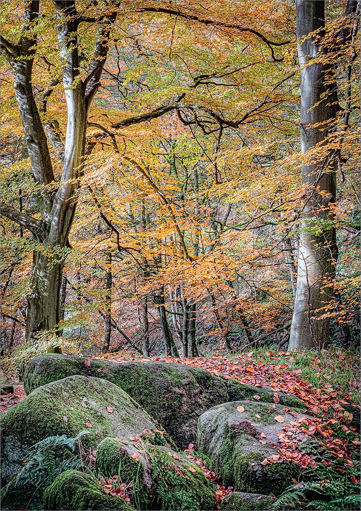 19 PADLEY GORGE BEECHES by Richard Burn