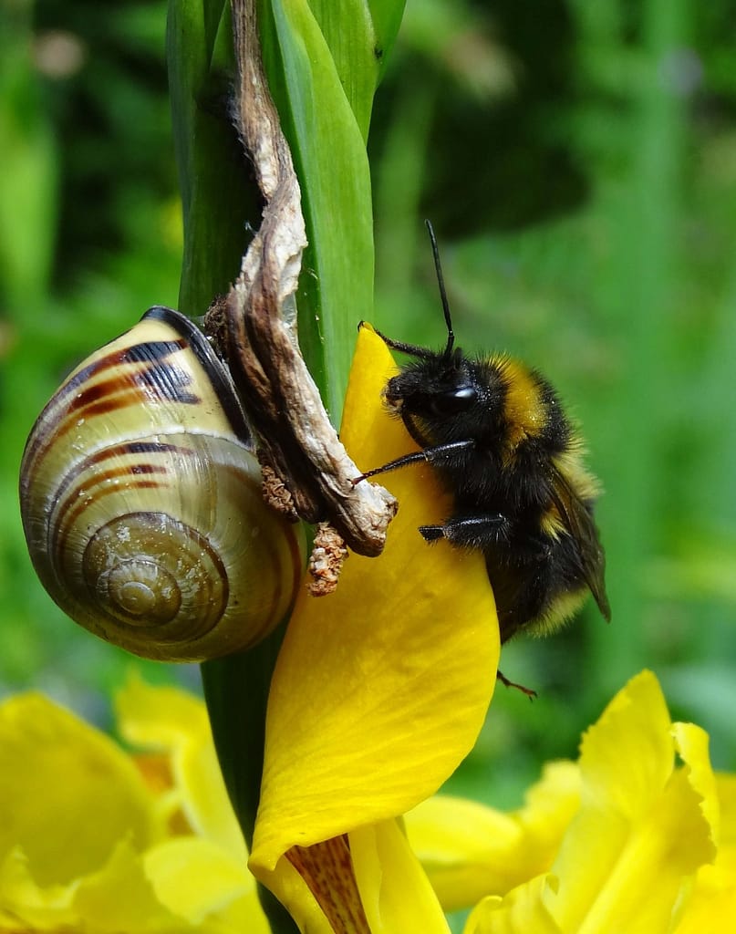 19 A RATHER UNUSUAL COUPLE by Valerie Souster