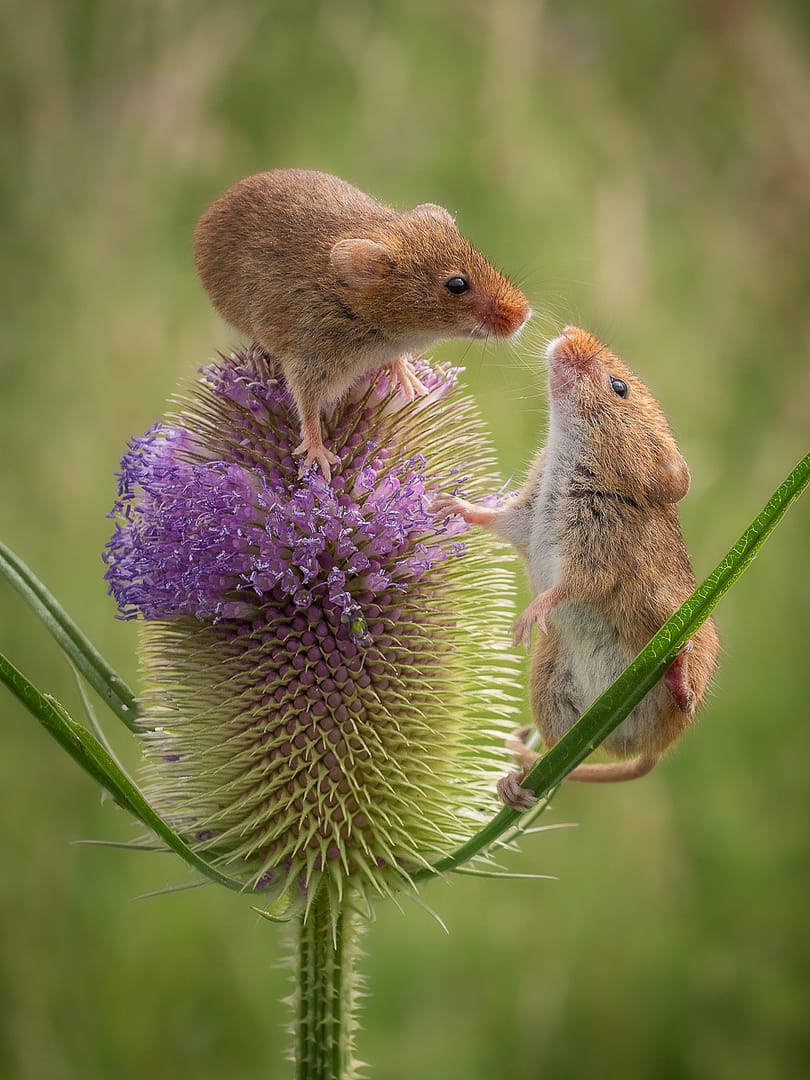 19 HARVEST MICE by Angela Dunn