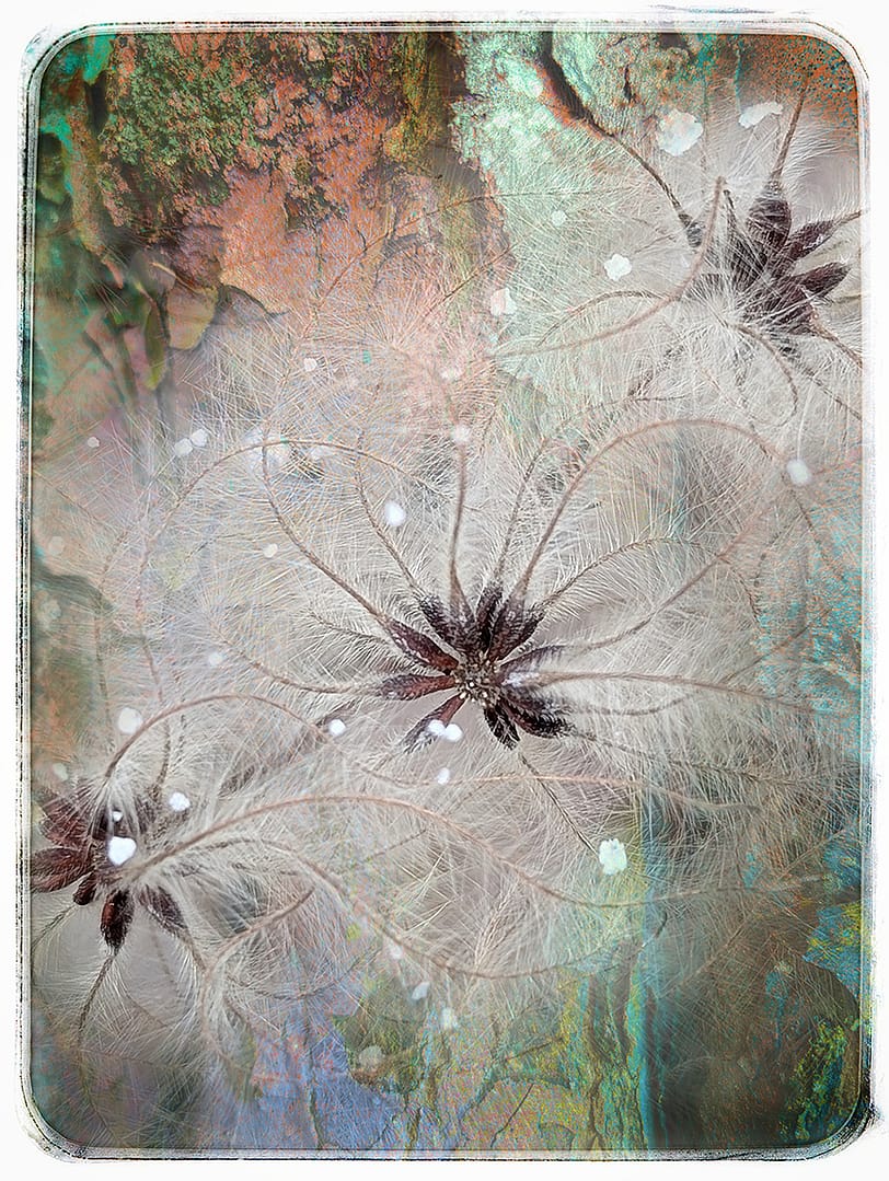 20 SEED HEAD by Belinda Wilson