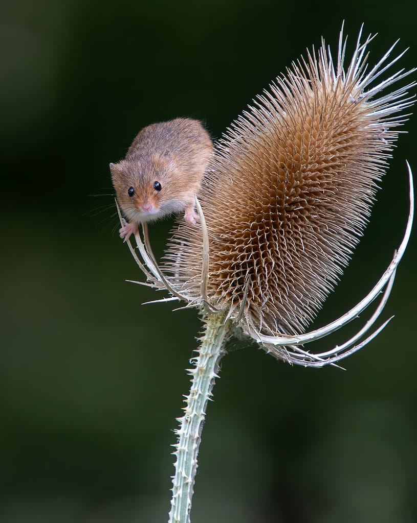 18 CHEEKY DOORMOUSE by Jane D'Souza