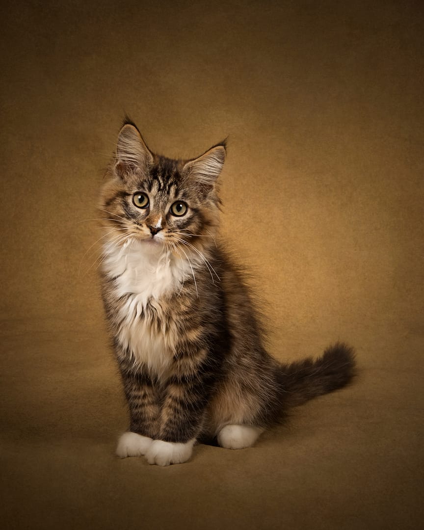 Best in Exhibition PURRFECTION by Katrina Wilson