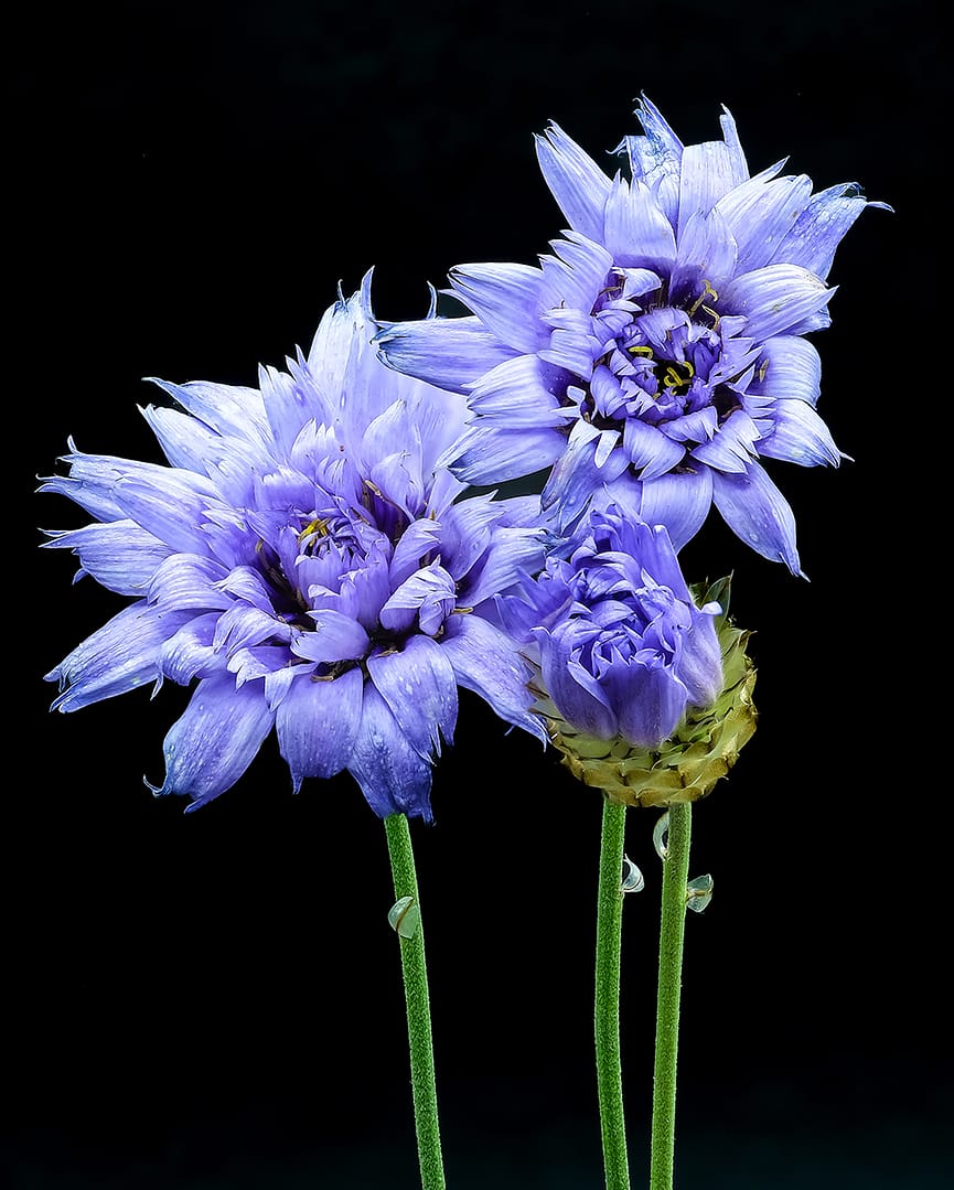 Highly Commended CUPID'S DARTS by Paul Tapping