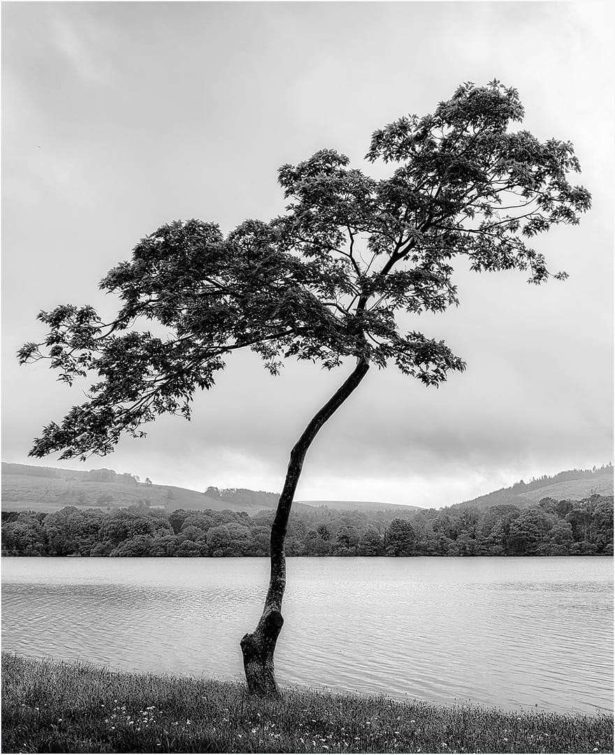 Commended BALLERINA TREE by Richard Burn
