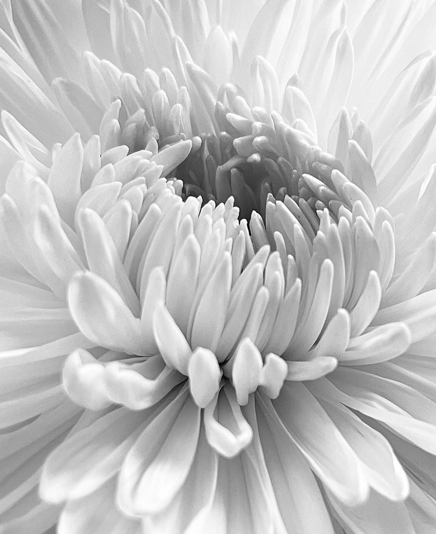 Commended CHRYSANTHEMUM by Helen Castle
