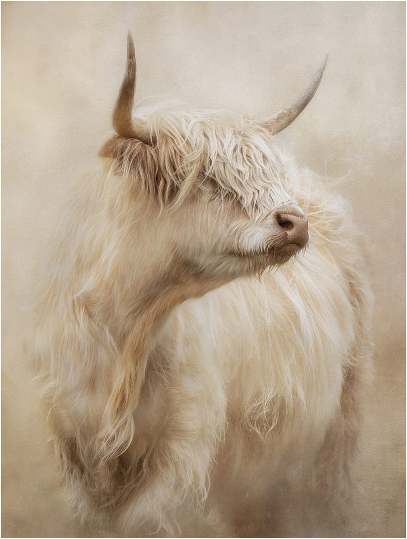 21 HIGHLAND COW by Lee Odell