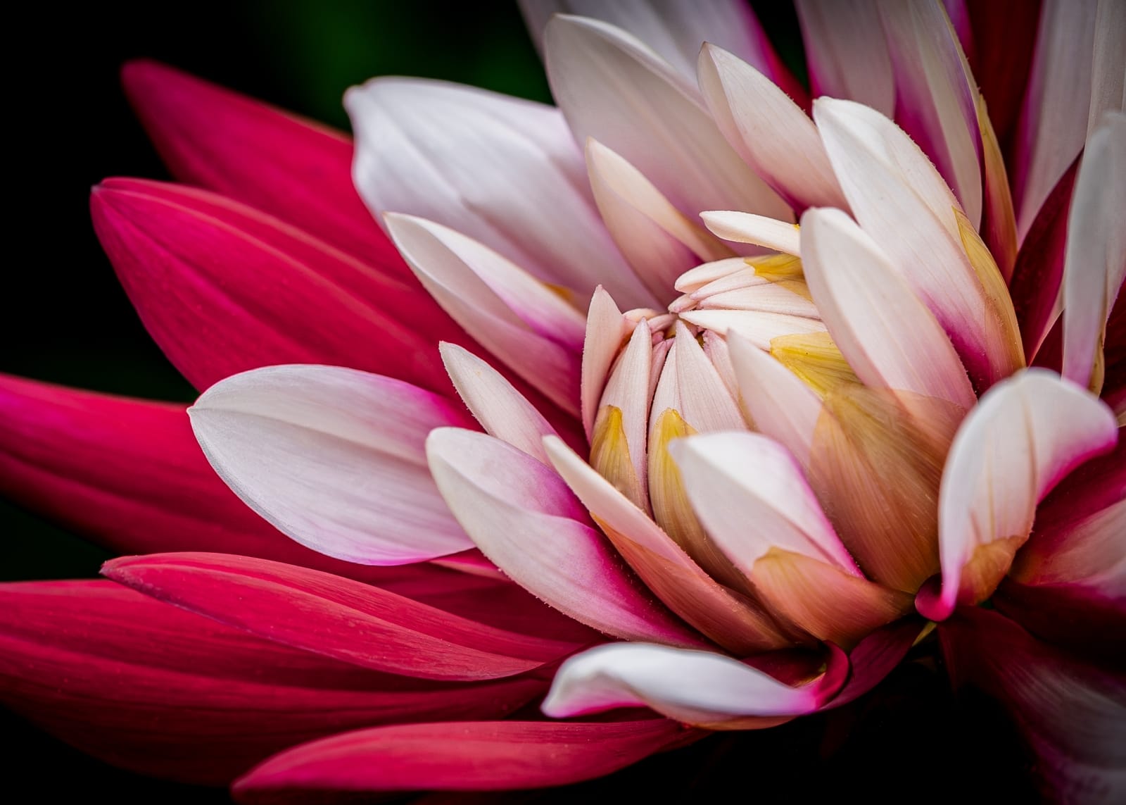19 FLAME AND SILK by Ian Gutteridge