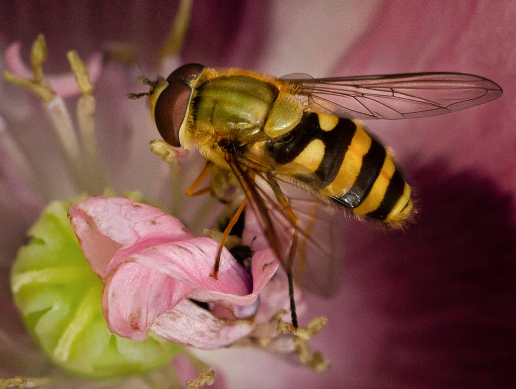 19 HOVERFLY by Roger Green